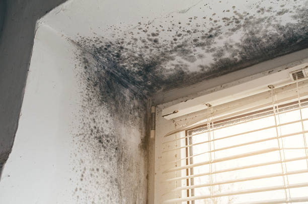 Affordable Mold Remediation solutions in Manchester, MI